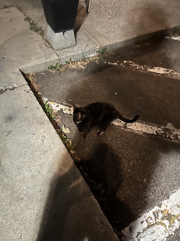 IMG_2295.jpeg