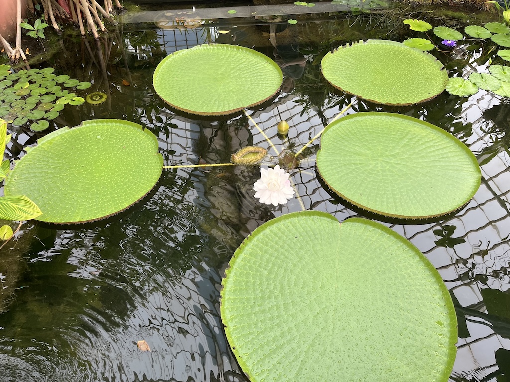 IMG_3850.jpeg
