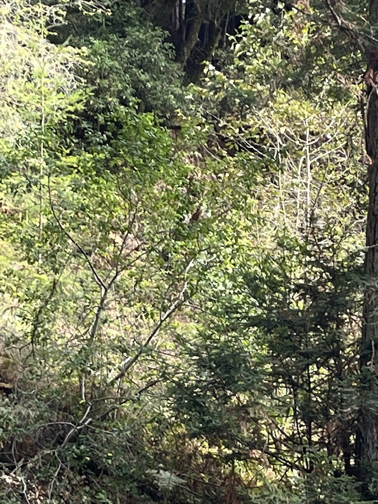 IMG_4011.jpeg